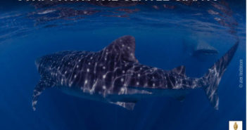 Whale Shark Season is Nearly Here! Whale Sharks