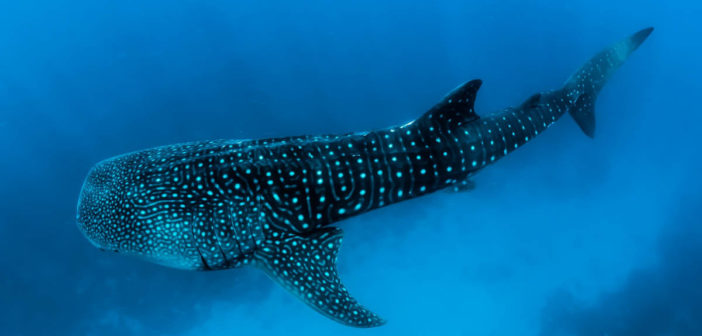 Whale Sharks