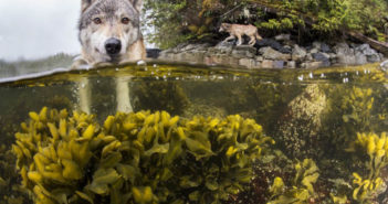 Call of the Coastal Wolves Wolves