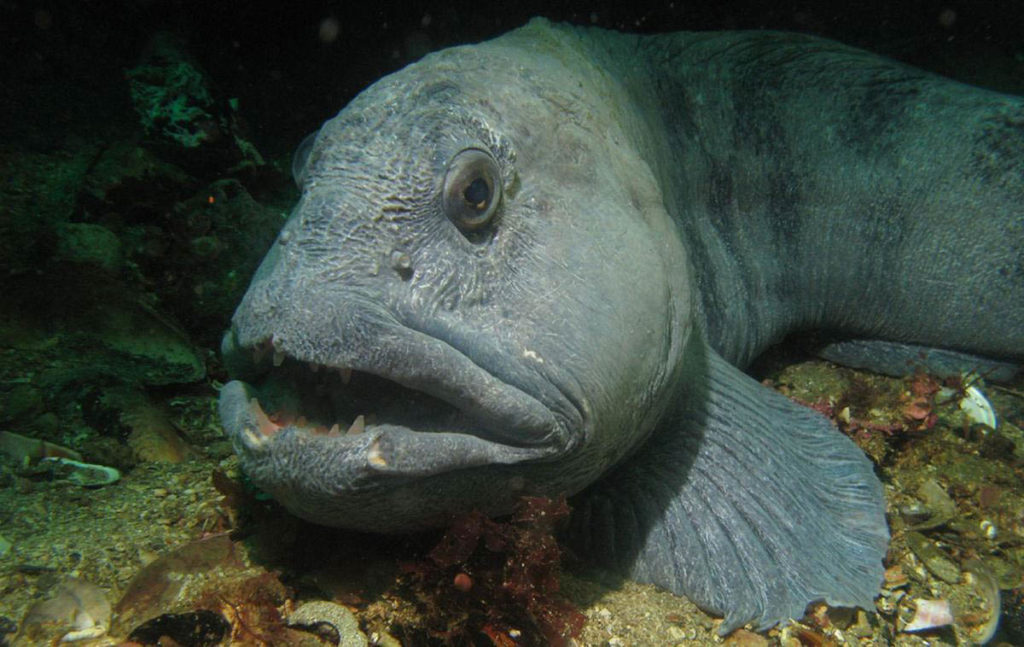 Atlantic Wolffish