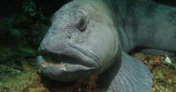 Atlantic Wolffish