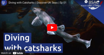 Diving with Catsharks – Discover UK Seas with BSAC Episode 1 BSAC