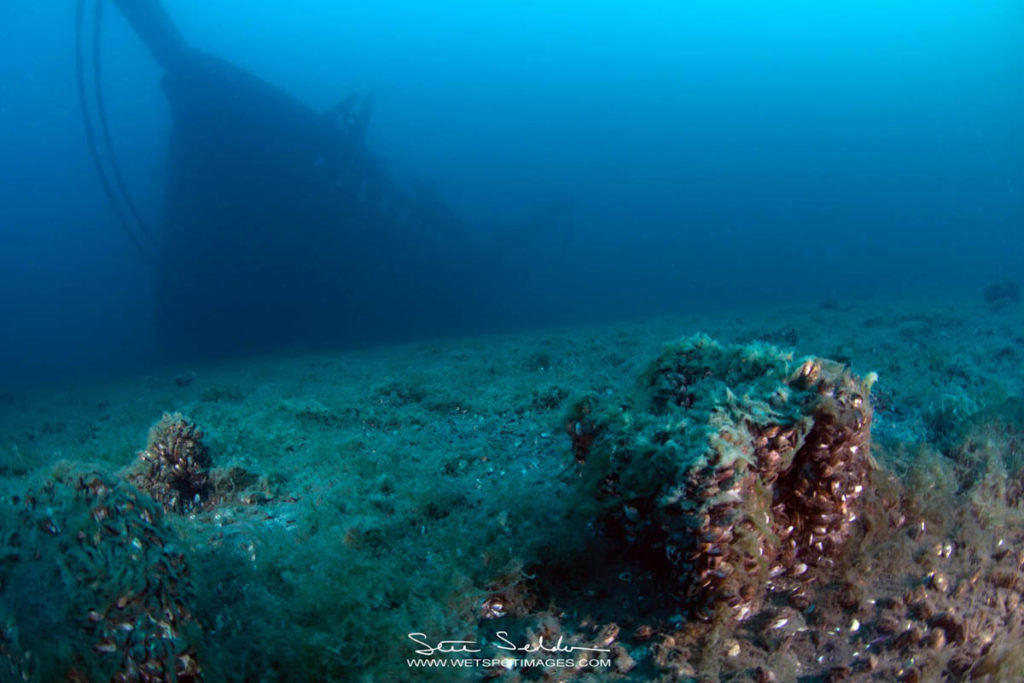 Diving the Arabia