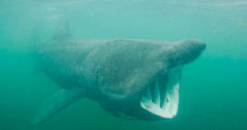 Basking Shark