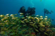 Dive Group