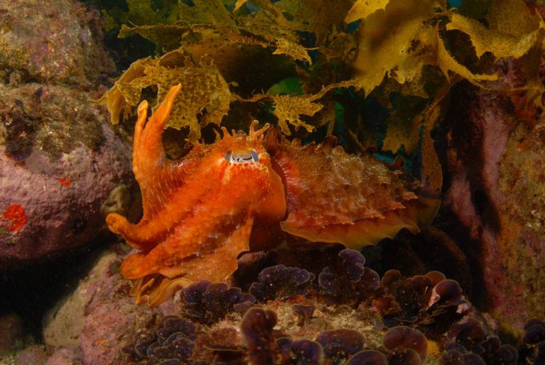 Introducing Dive Log Australasia The Scuba News