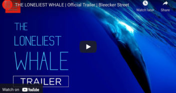 The Loneliest Whale: The Search for 52 – Watch The Trailer Loneliest Whale