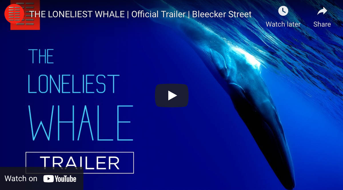 The Loneliest Whale: The Search for 52 - Watch The Trailer - The Scuba News