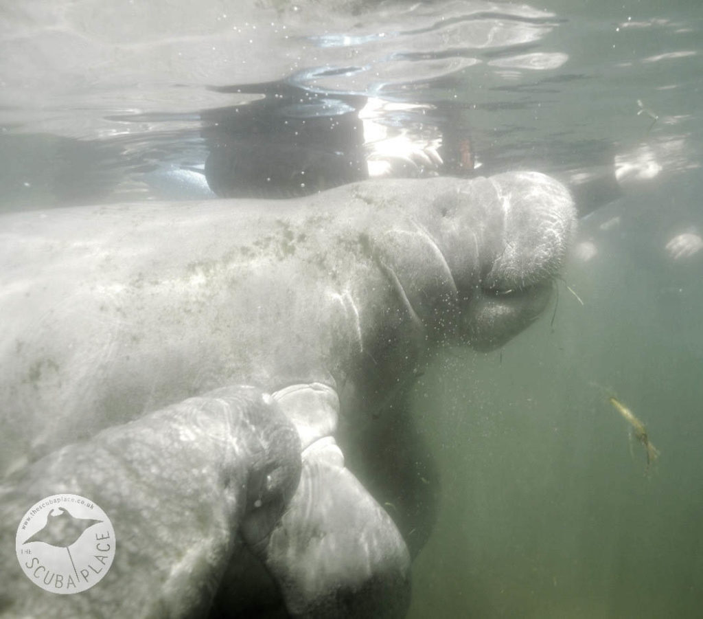 Manatee Madness