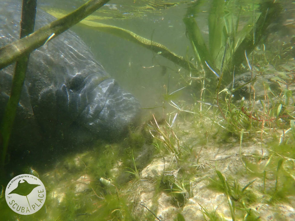 Manatee Madness