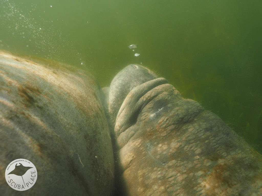 Manatee Madness