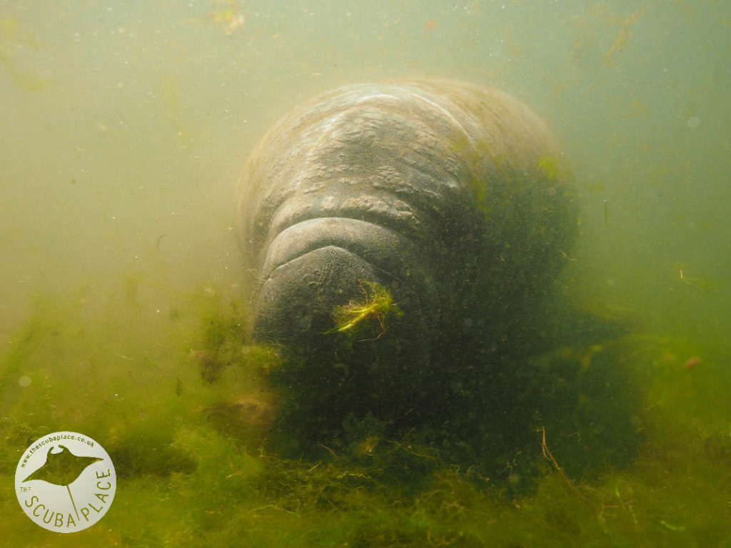 Manatee Madness