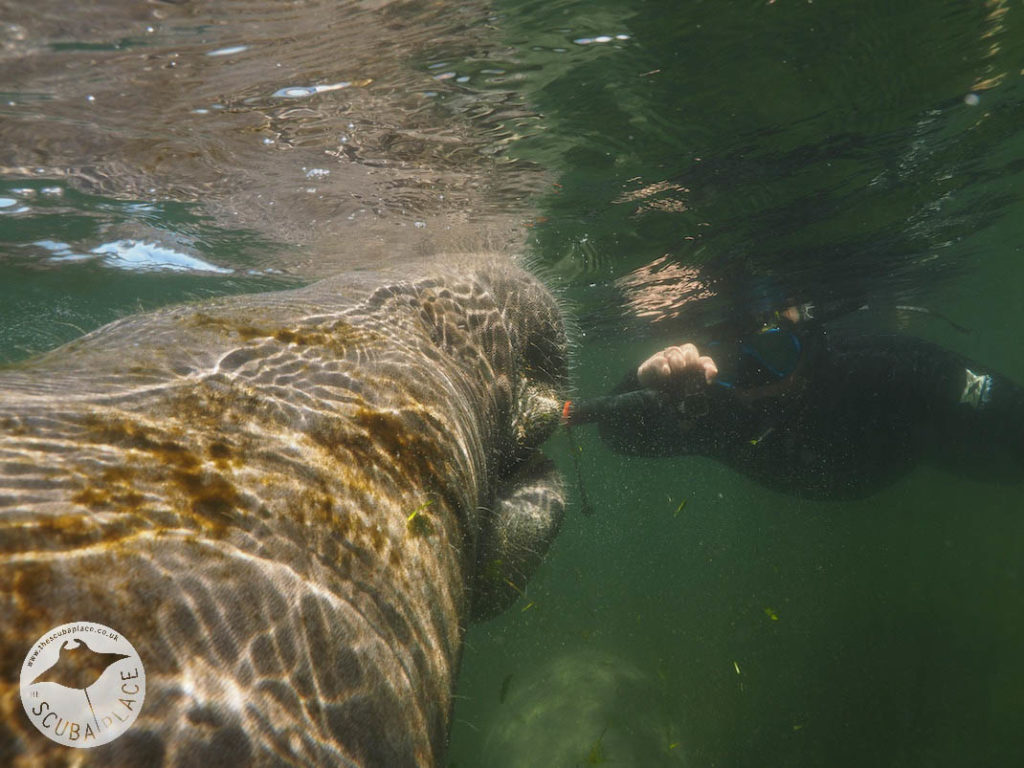 Manatee Madness