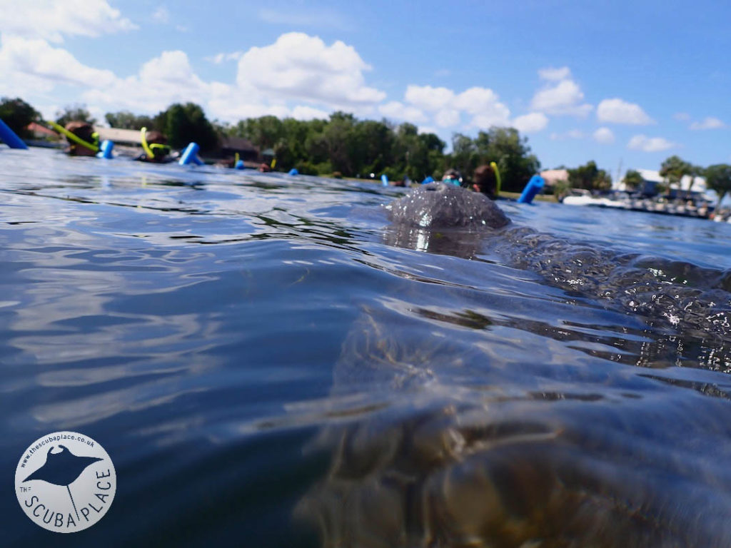 Manatee Madness