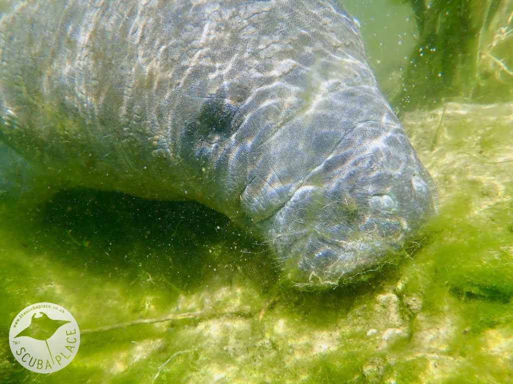 Manatee Madness