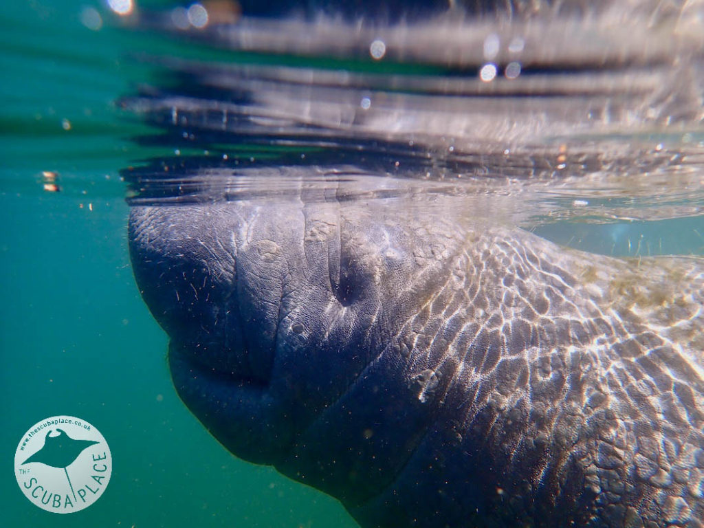 Manatee Madness