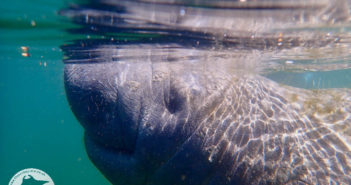 Manatee Madness