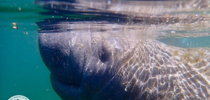 A group of gentle marine mammals swimming peacefully in the water - Manatee Festival 2025