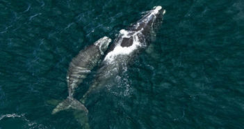 Baby boom? 17 North Atlantic Right Whales Born this Season Whales