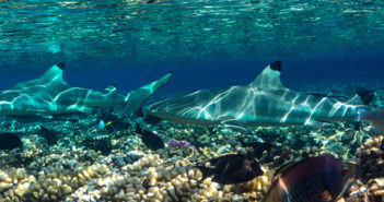 Phuket Slowly Reopens and Dive Companies Look To A More Sustainable Future for Marine Life Black Tip Reef Sharks
