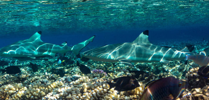 Black Tip Reef Sharks