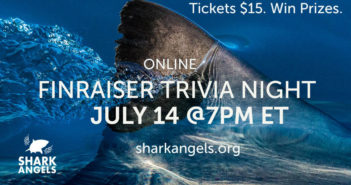 Shark Angels Trivia Night