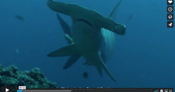 Sharks of the Sea of Cortés: A Lost Treasure?