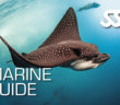 SSI Marine Guide