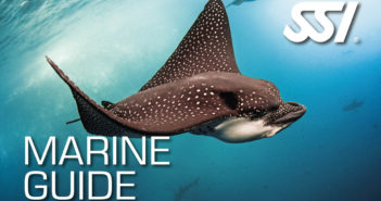 Marine Guide Recognition Rating for SSI Ecology Experts SSI Marine Guide