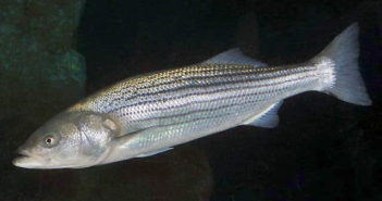 Striped Bass