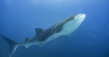 Whale Sharks