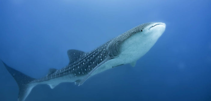 Whale Sharks