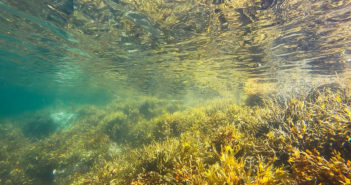7 of the World’s Best Kelp Diving Destinations Kelp