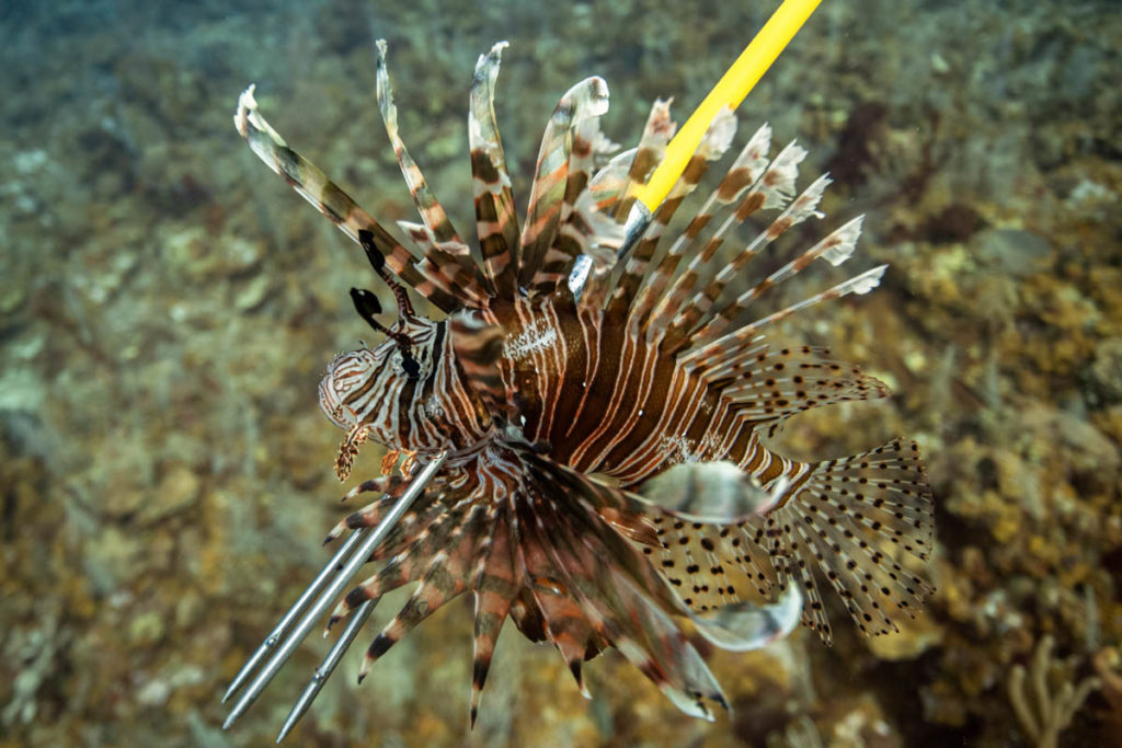 Lionfish - Hunt with Awareness