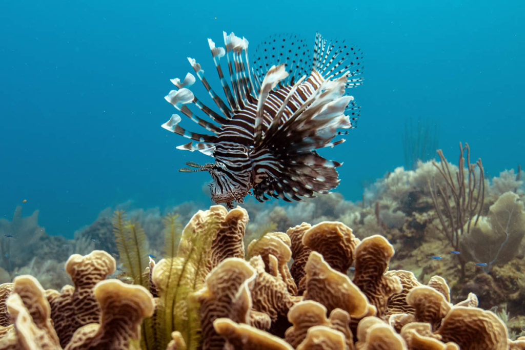 Lionfish - Hunt with Awareness