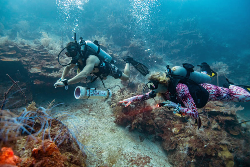 Lionfish - Hunt with Awareness