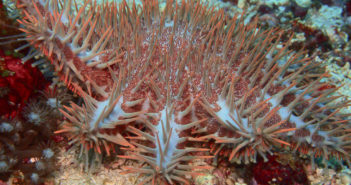 Reef-World Launches Green Fins Crown-of-Thorns Sea Star Cleanup Guidelines Reef-World