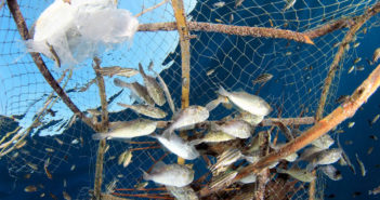 Overfishing, Conservation, Sustainability, and Farmed Fish Overfishing