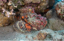 Stonefish