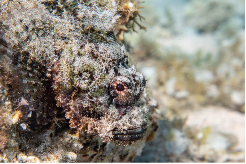 Scorpionfish