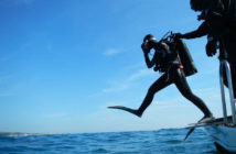 Dive Bunnies