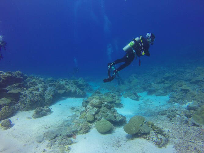 Dive Bunnies