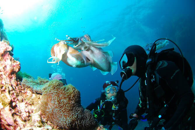 Dive Bunnies