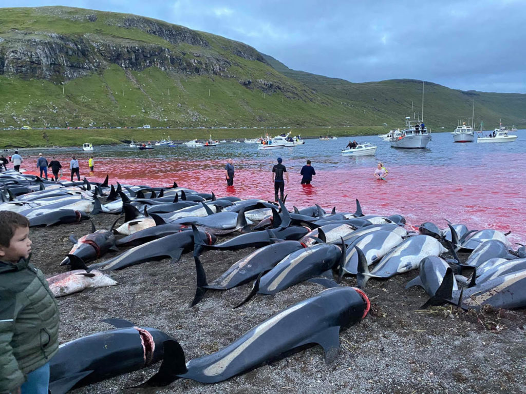 Dolphin Slaughter