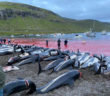 Dolphin Slaughter