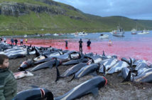 Dolphin Slaughter