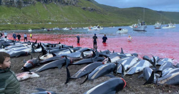 SOS – Dolphin Massacre in the Faroe Islands, Graphic Dolphin Slaughter