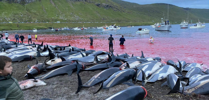 Dolphin Slaughter