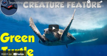 VIDEO FEATURE: Snorkeling with Green Turtles in Thailand Green Turtles