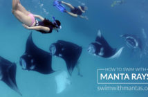 Manta Trust